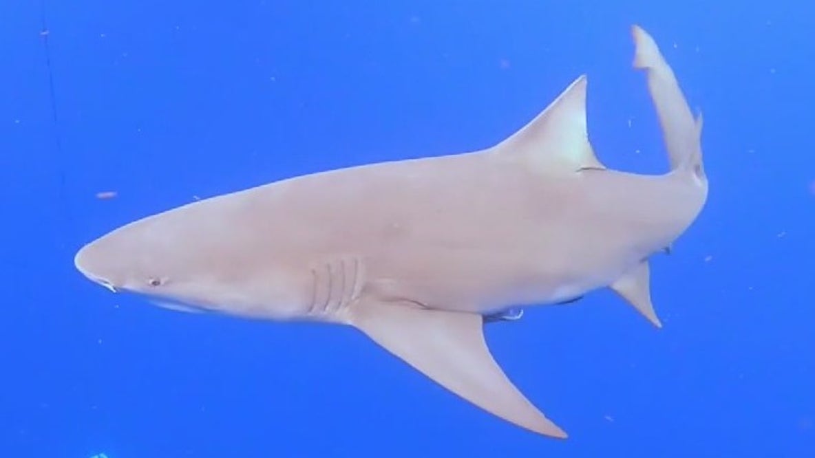 String of shark attacks in Florida